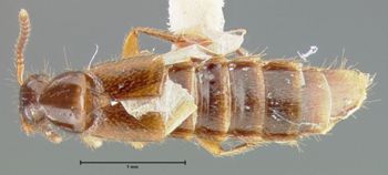 Media type: image;   Entomology 24103 Aspect: habitus dorsal view